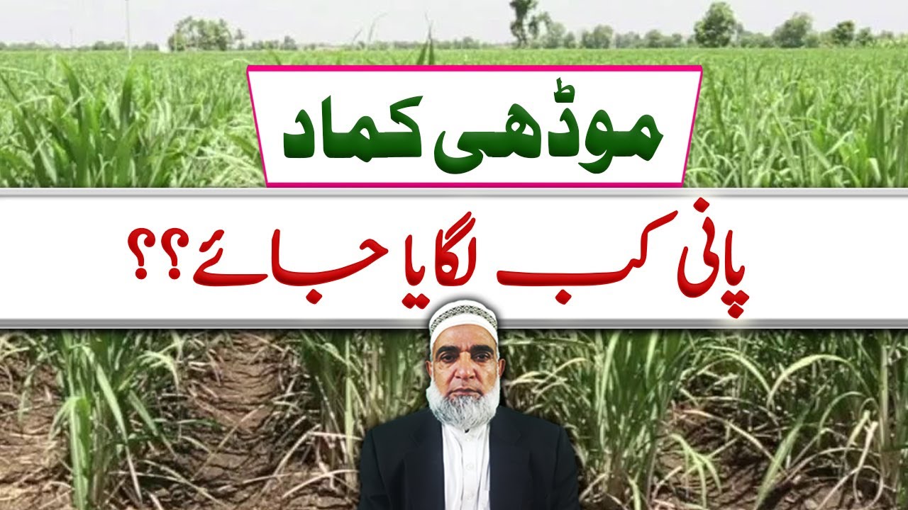 When to irrigate ratoon (modhi) sugarcane crop || Crop Reformer