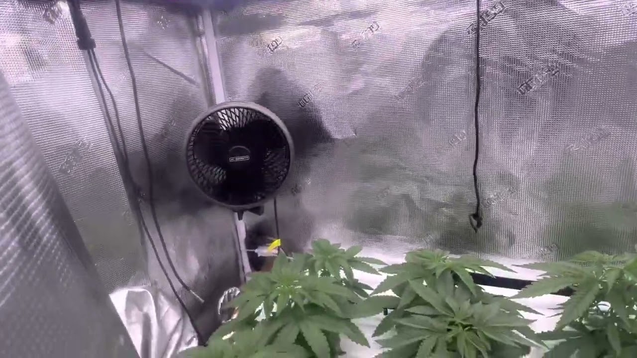 Week 4 Veg: Grow Strong Cup Using The Kind Led X80 Veg Bar Light
