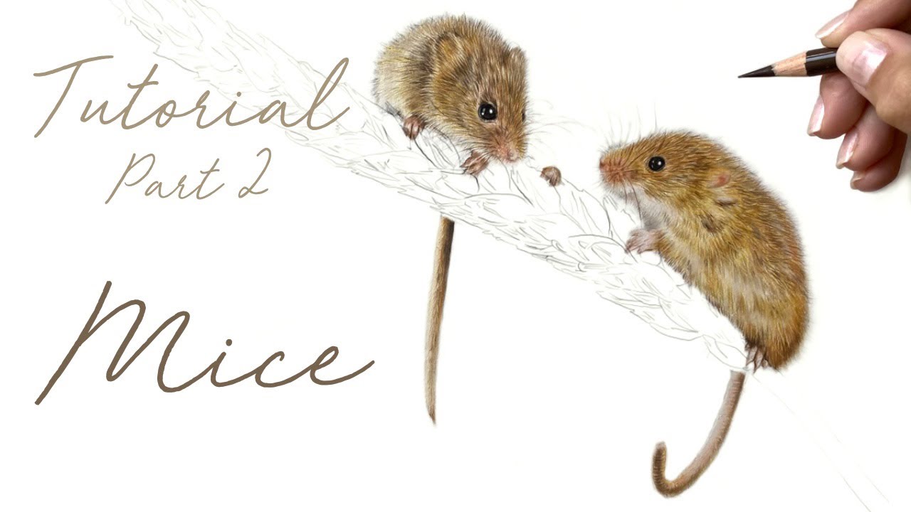 Harvest Mice in Coloured Pencils / Drawing Tutorial - Part 2