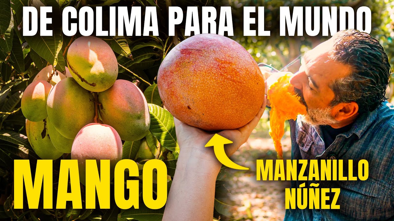 El Mango que Conquistó el Mundo | MANGO MANZANILLO NÚÑEZ | Colima Sabe
