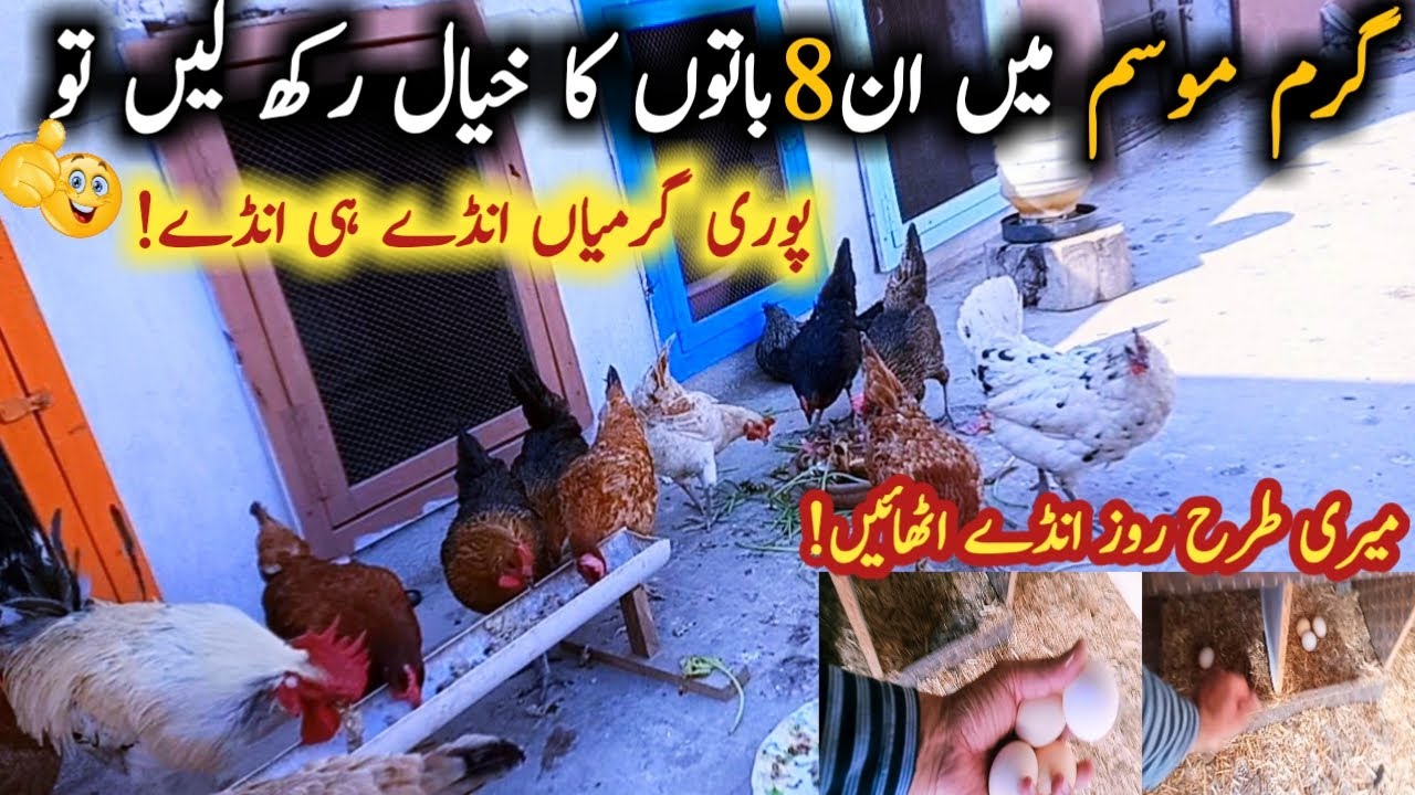 8 tips to get more eggs in summer || garmion mein murghio ki hafazat