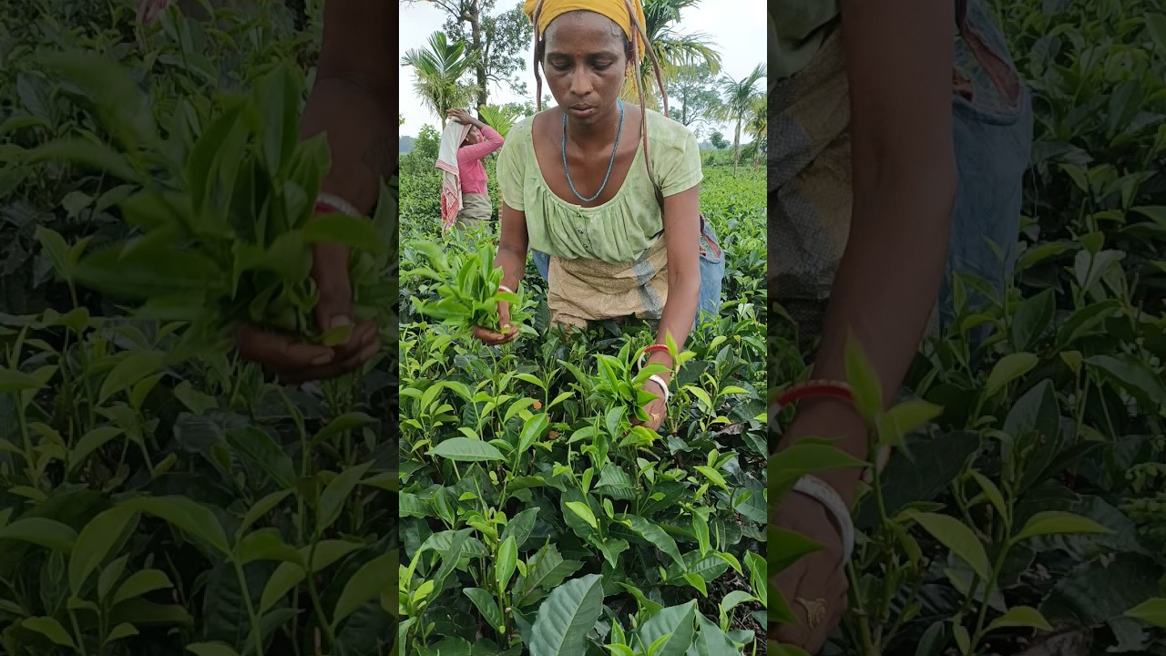 Beautiful tea garden working process #teagarden #teaworkers