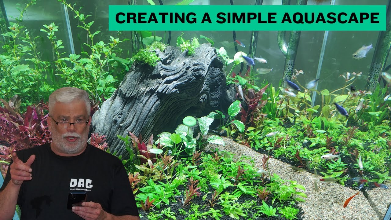 Aquarium Plant Care in Winter | Preserve and Reuse Aquarium Plants