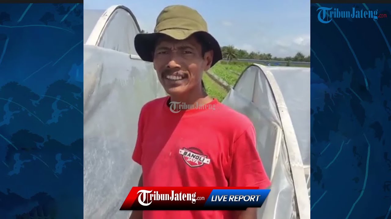 Menengok Proses Produksi Garam Berkualitas Tinggi di Kampung Garam Pesisir Selatan Kebumen