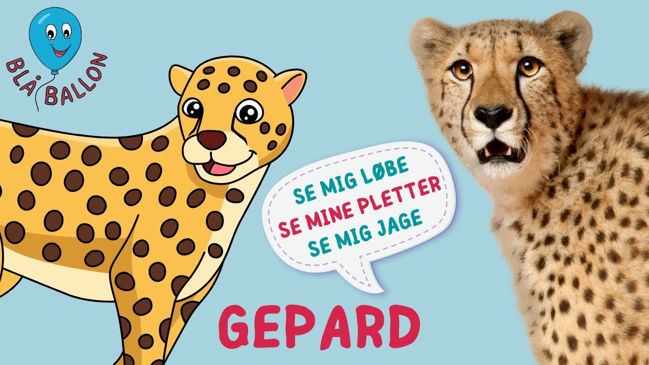 Se en gepard jage! Se hvor hurtigt, den kan løbe og se søde gepardunger. Sjov dyrevideo for børn.