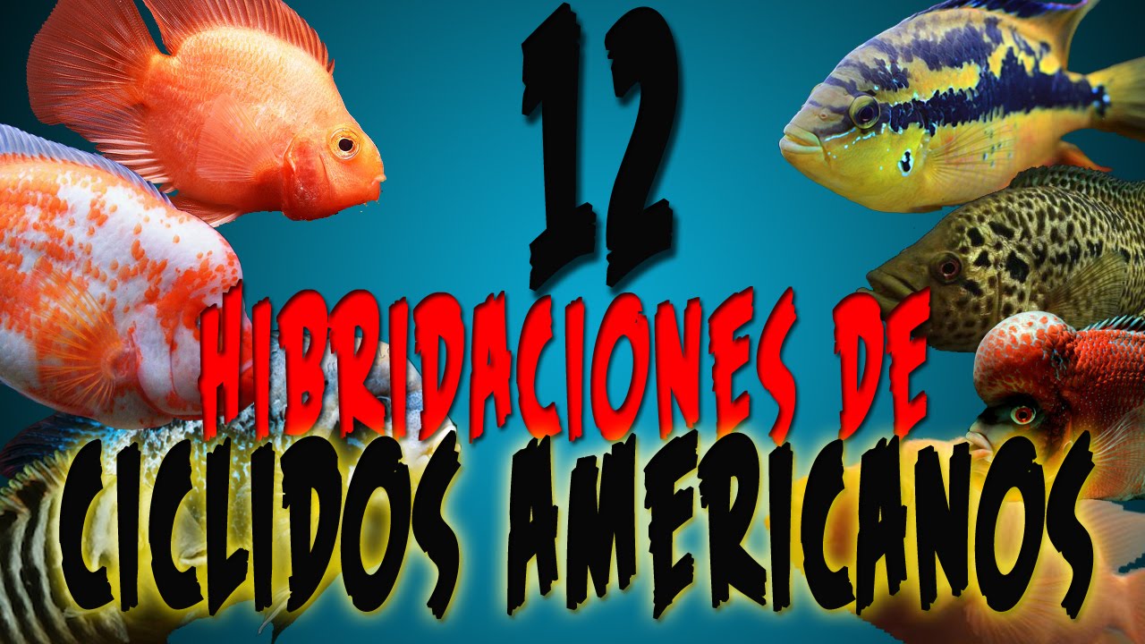 12 ESPECTACULARES HIBRIDACIONES DE CICLIDOS AMERICANOS / 12 hybridizations American cichlids