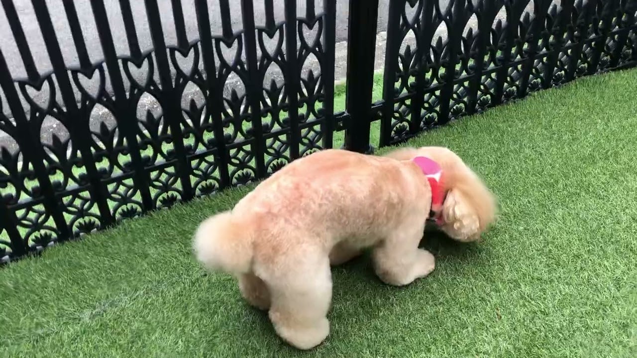 ココロちゃんと遊ぶ♪