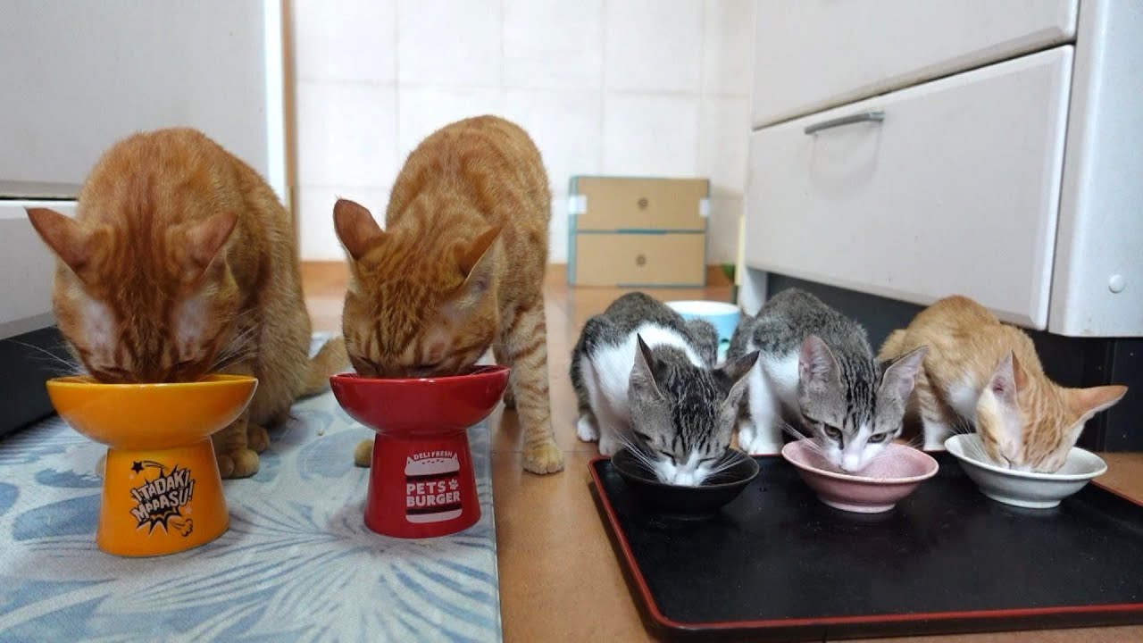 仲良く並んでスープを飲む猫たち