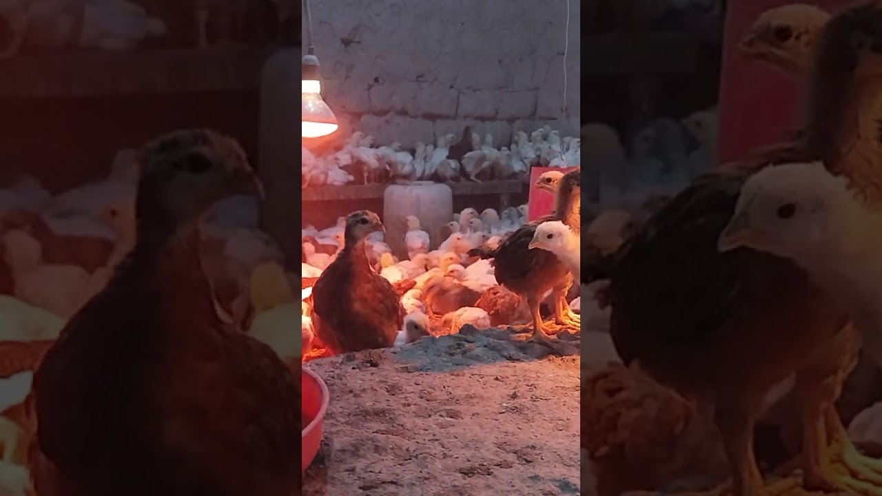 Чучахои фуруши заказ кабул мекнем 908 58 55 54 ватсап ва иммо хаст, нохияи Ч. Балхи чамоати Узун.