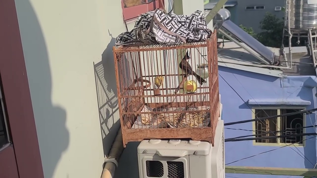 Huýt cô,sâu dd, dừa,hỏa tiễn,thanh tước,cu gáy thuần hót dạn đút sâu dế OK. 0913701706,có ship 