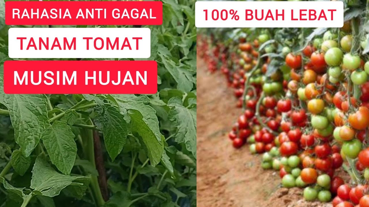 Rahasia Sukses Tanam Tomat Musim Hujan, Ampuh Cegah Busuk Batang, Bercak Daun dan Layu