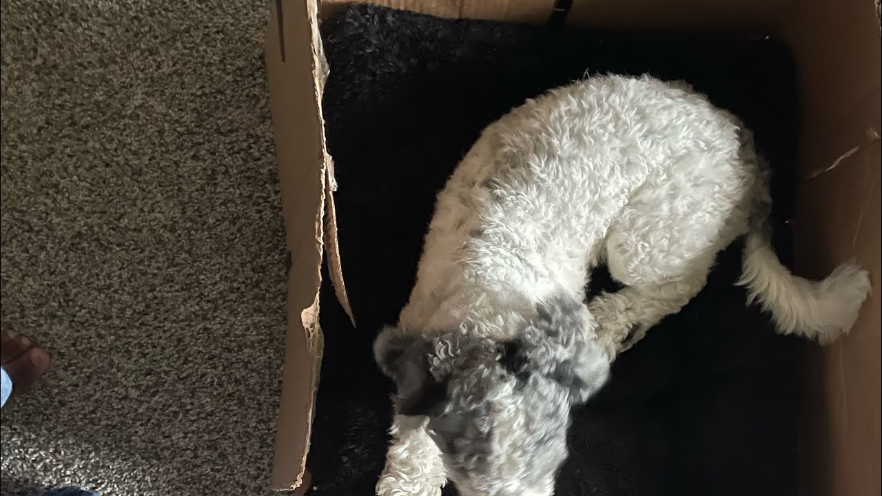 DIY dog bed 