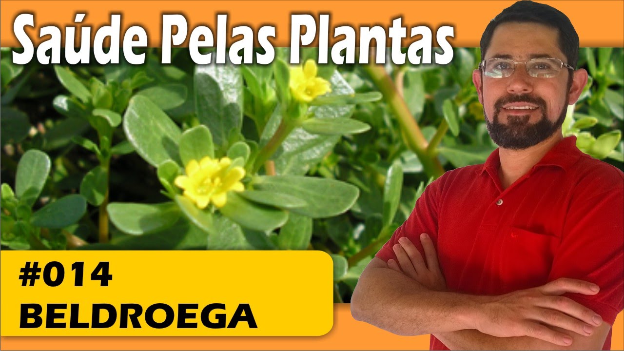 Sa&uacute;de pelas Plantas - Beldroega [hipertens&atilde;o, circula&ccedil;&atilde;o, sist. imunol&oacute;gico, colite, disenteria]
