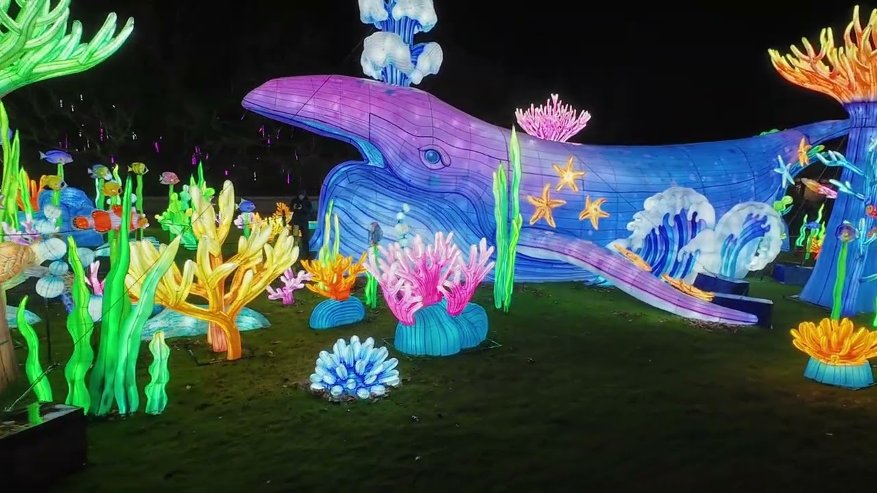 GIANT CHINESE LANTERNS AT EDINBURGH ZOO 2025 