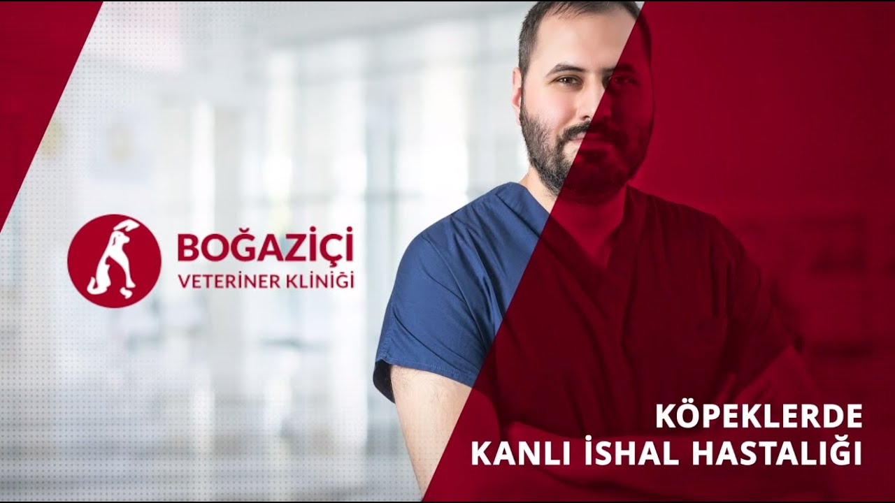 Köpeklerde Kanlı İshal Hastalığı Nedir ve Belirtileri Nelerdir? Tedavi Yöntemleri Nelerdir?