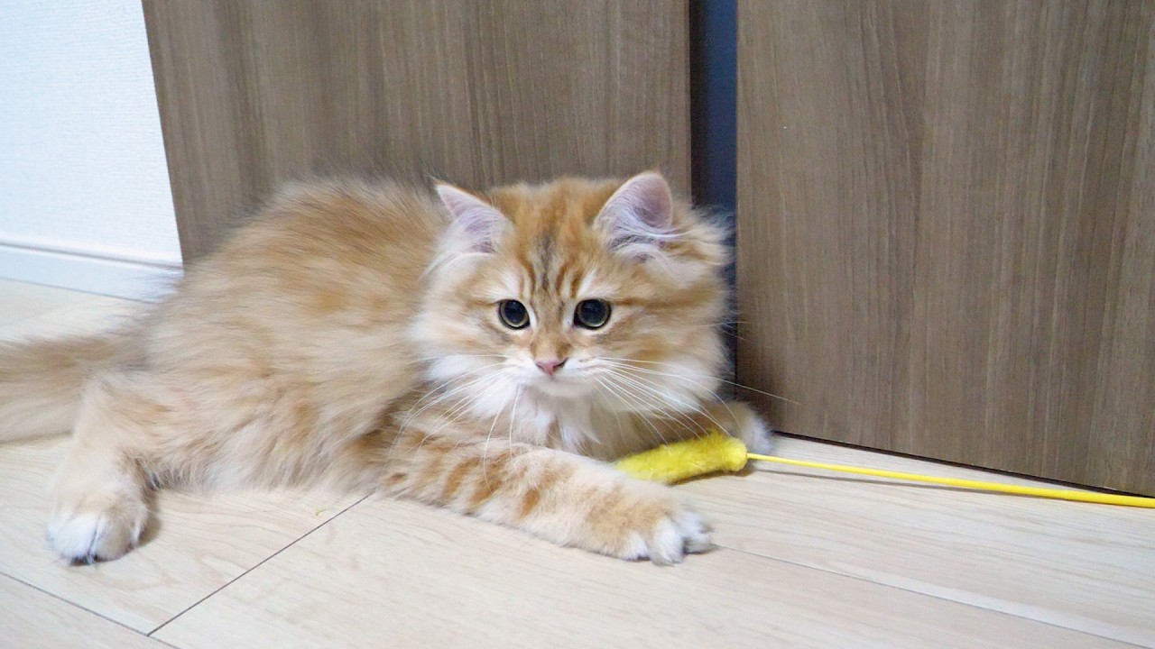 Cute kitten playing skillfully with a cat teaser all by itself&hellip;