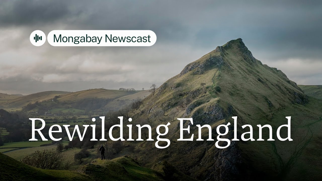 Rewilding England and the world, one acre at a time