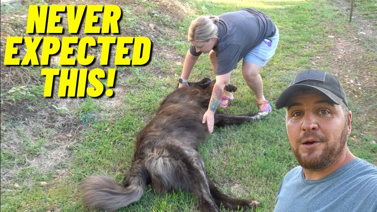 THE GUARD DOGS ATTACKED THEN THEY ESCAPED! HAD TO CALL FOR BACKUP!