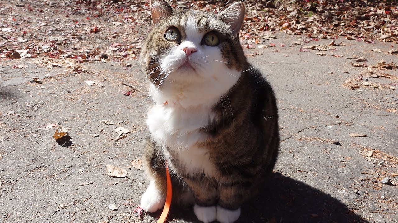 お散歩で近所の紅葉を見に行くねこ。-Maru goes for a walk to see beautiful maple autumn leaves.-