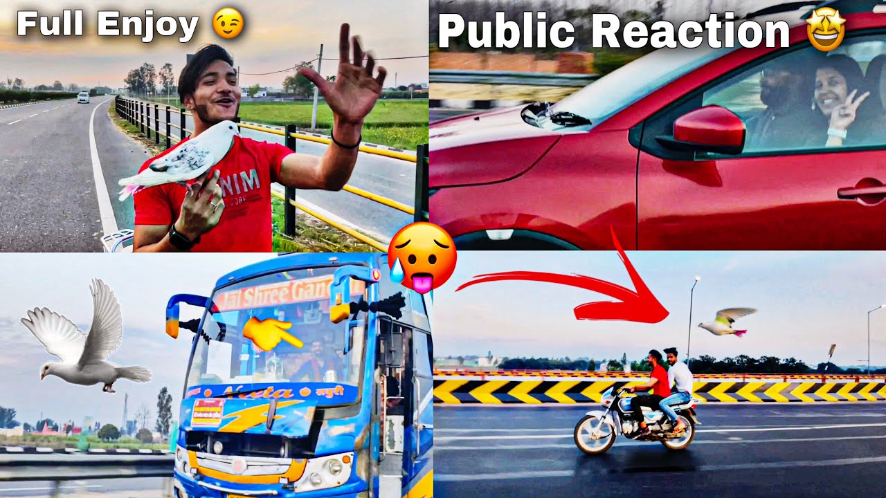 Public Reaction 😮 || On Highway Road With Pigeon 🕊️
