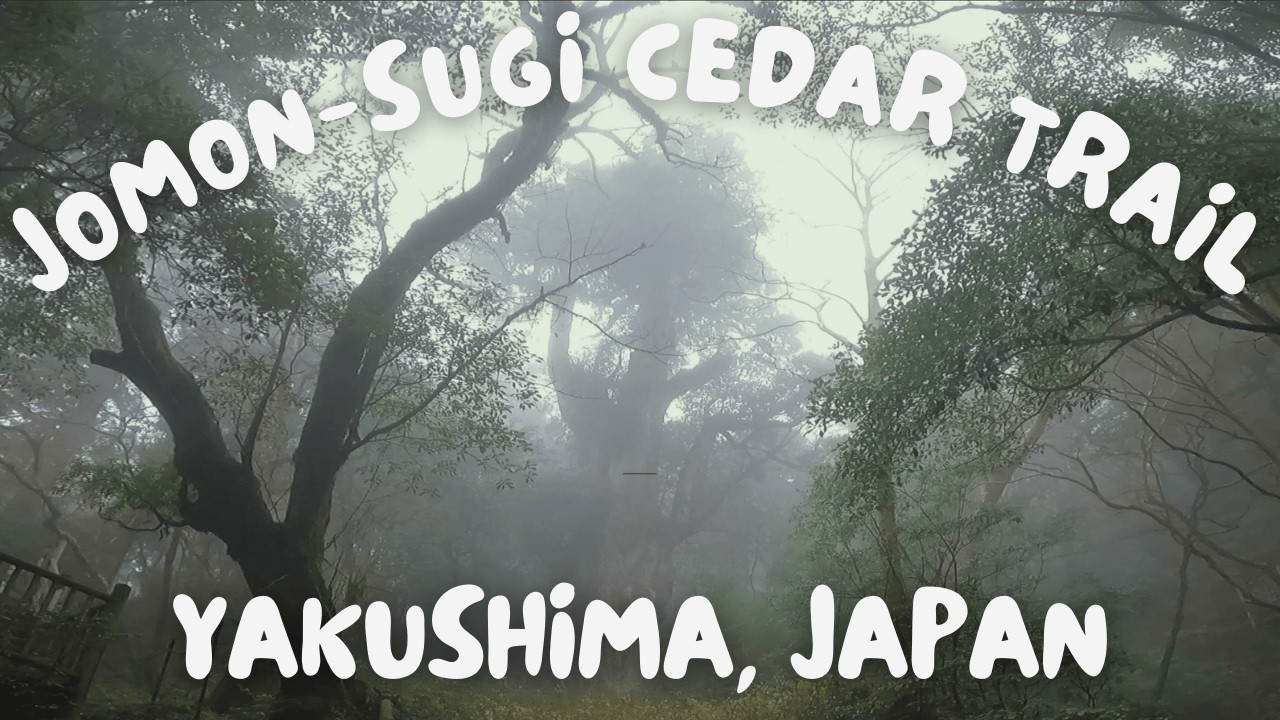 Hiking to Jomon Sugi – Japan’s Ancient Cedar Hidden in Yakushima