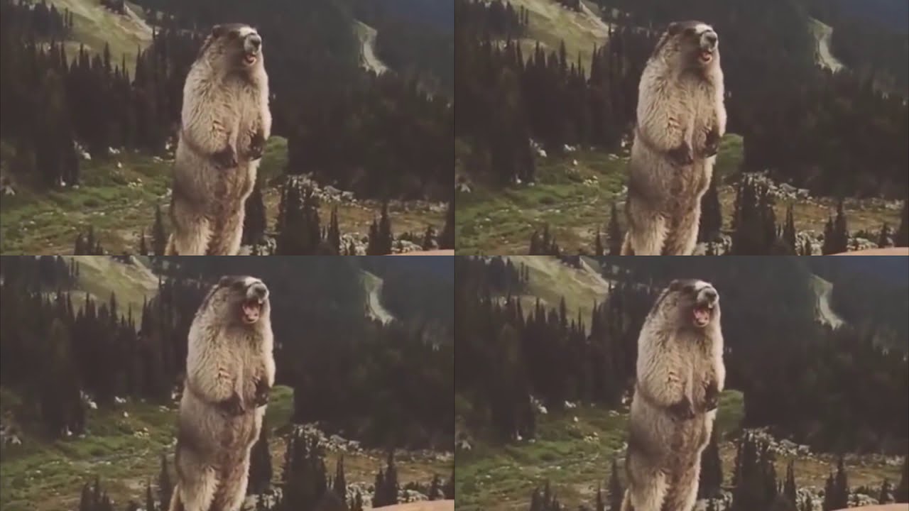64 angry screaming groundhog