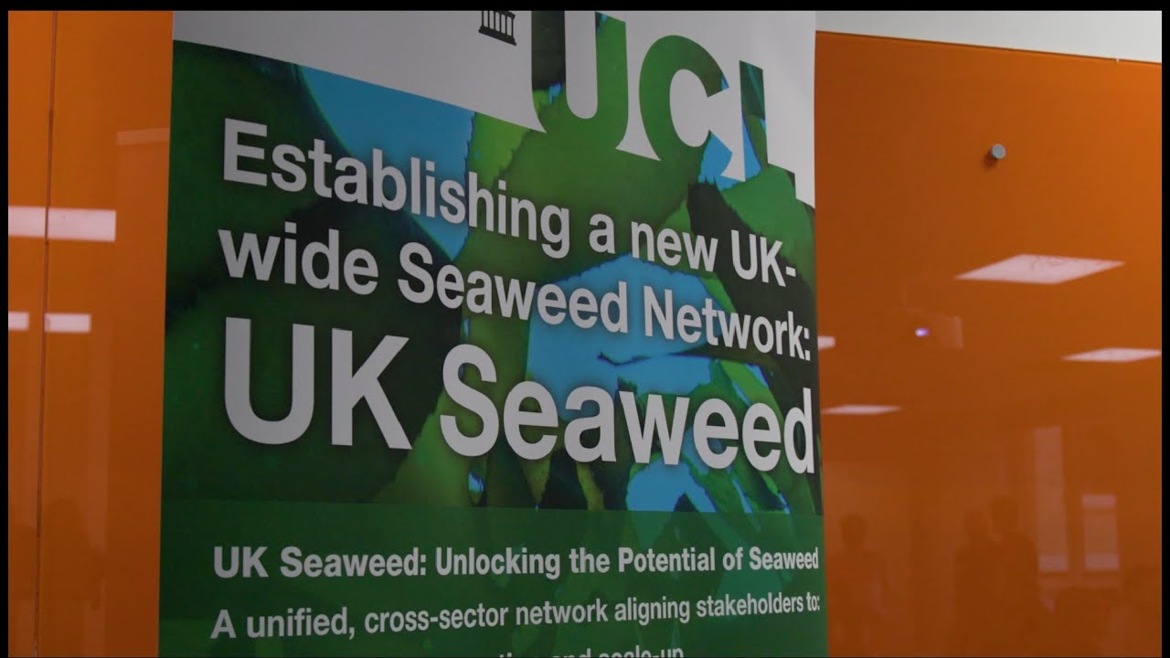 Network launched to unlock potential of seaweed in the UK at UCL