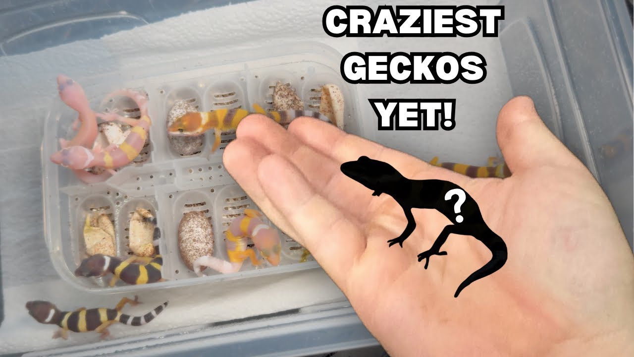 MOST GECKOS WE’VE HATCHED!!! + Our RAREST gecko!