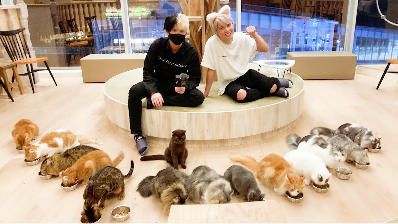 У меня было свидание в кошачьем кафе с Hikaru, у которого аллергия на кошек.
