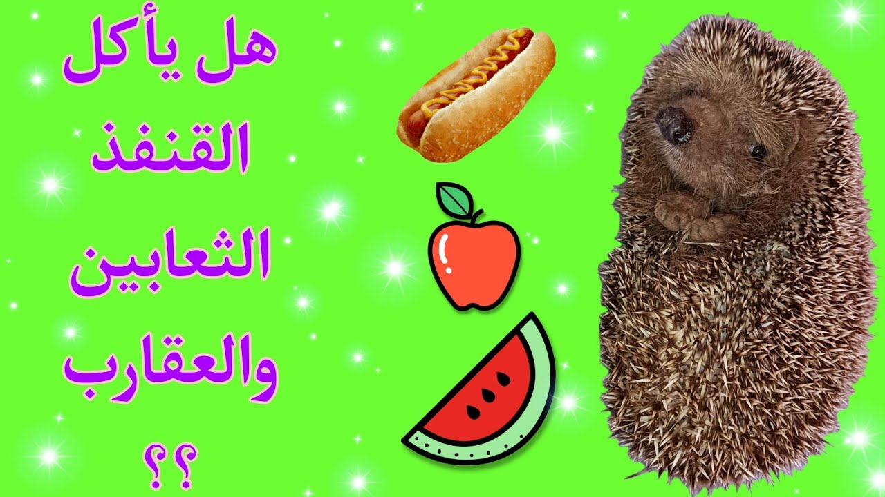 ماذا يأكل القنفذ في البيت🍎القنفذ الأليف🦔