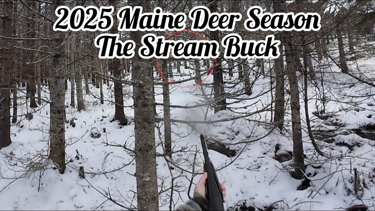 2025 Maine Deer Season - The Stream Buck