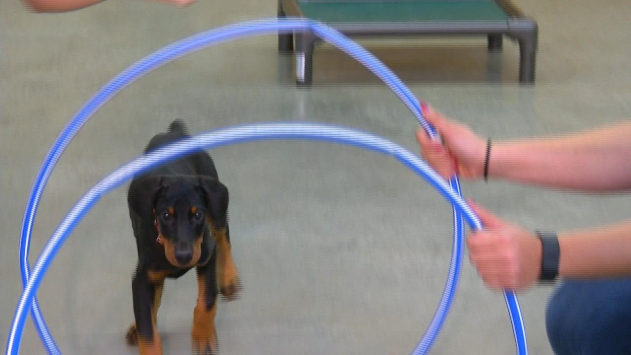 Doberman Puppy 