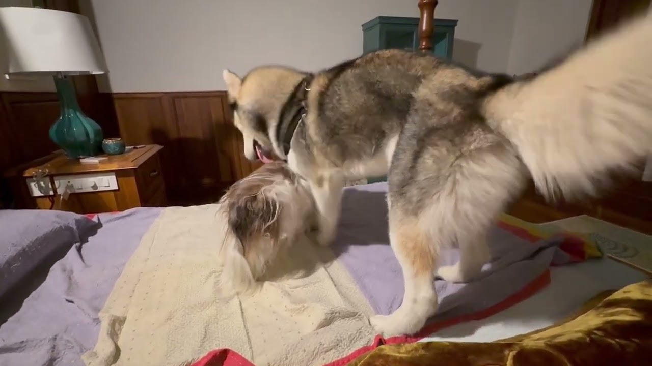 The bully gets bullied!