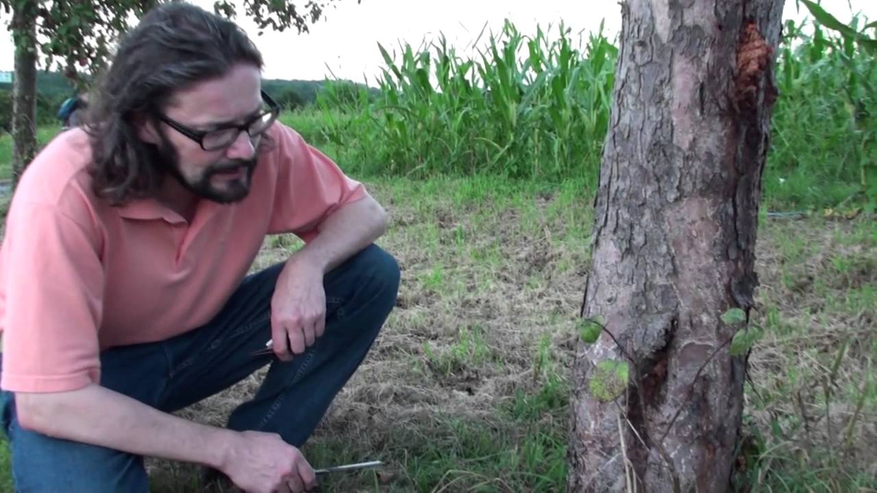 Prof. Dr. Rohe untersucht einen kranken Apfelbaum