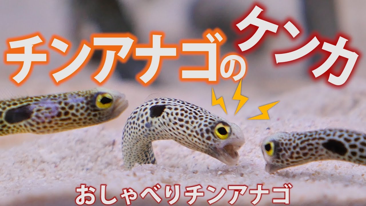 チンアナゴのケンカ！オモシロおしゃべりチンアナゴin京都水族館(No.15)