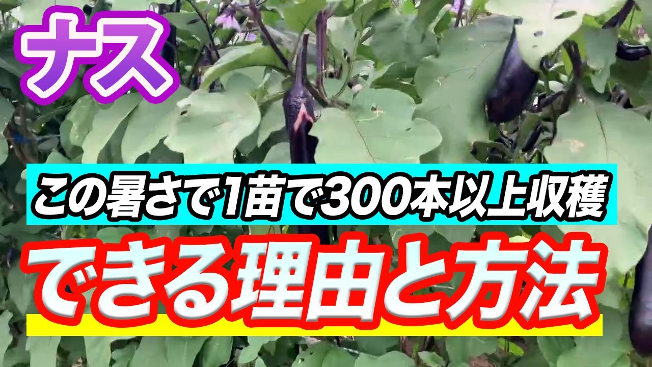 【ナス】誰もが出来ないと言われても本当に300本とれてしまうリアルについて