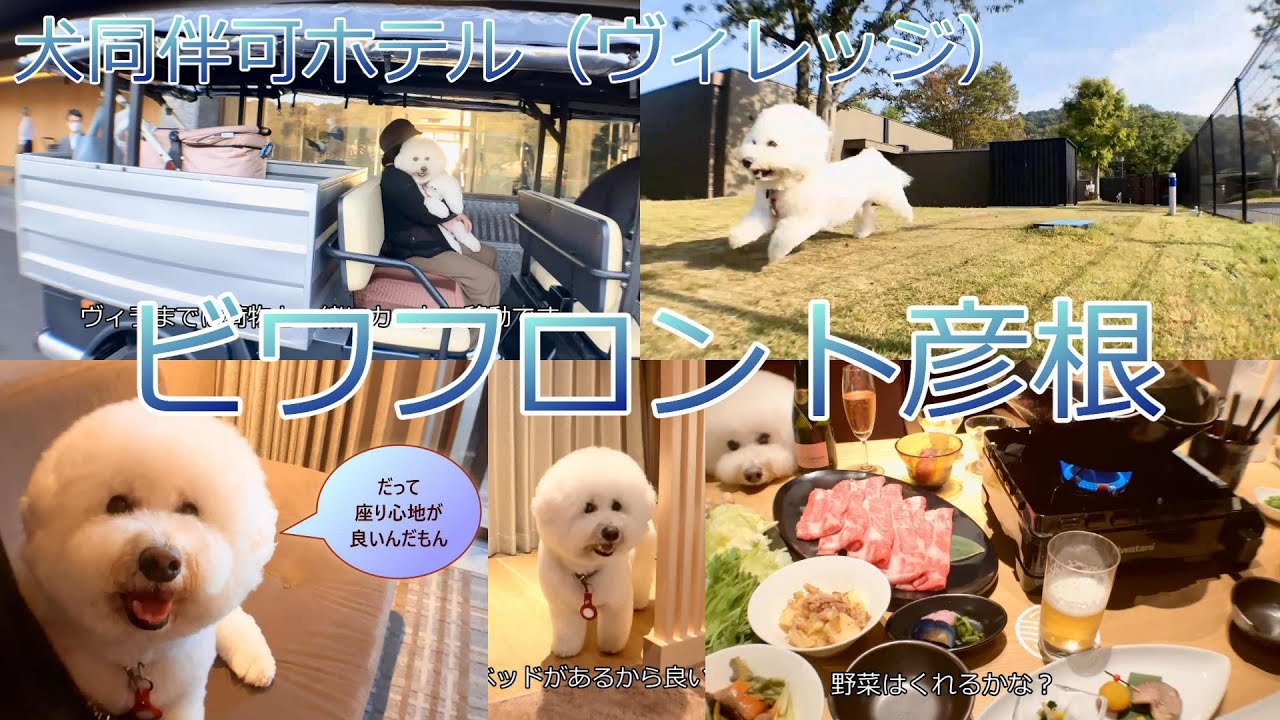 【犬同伴可ホテル】ビワフロント彦根にモフモフコロンが泊まってみた2023年8月オープン#ビションフリーゼ#彦根城#ほりかふぇ#たねや#八幡神社#bichonfrise#犬#dog#旧彦根プリンスホテル