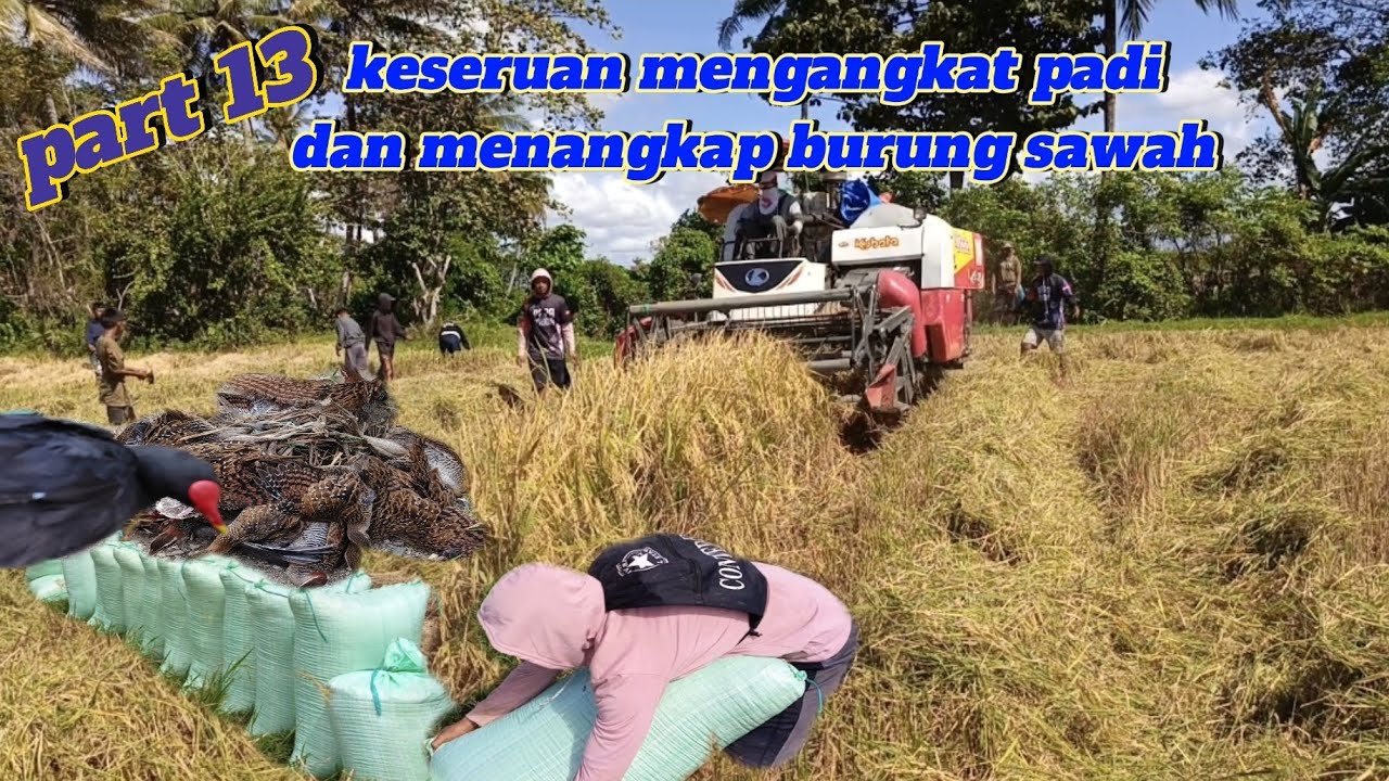 #part13 keseruan saat mengangkat padi dan menangkap burung saat panen padi ‼️#bghmz #subscribe