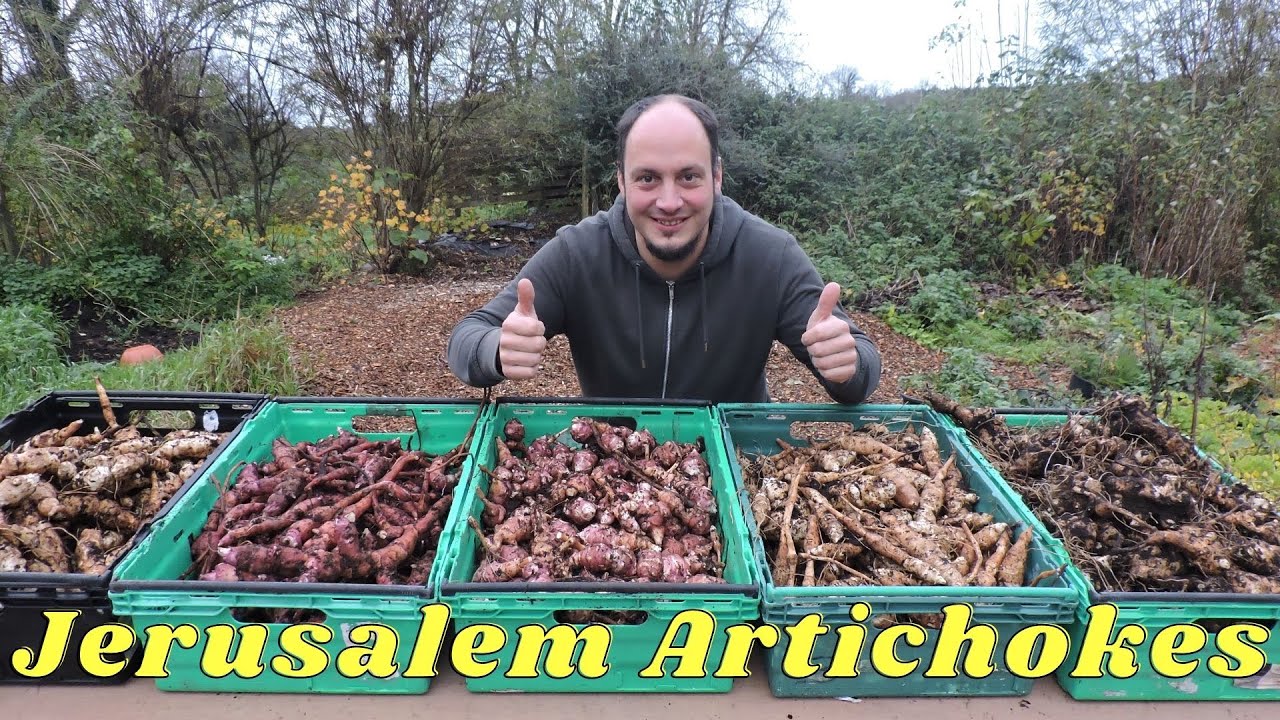 New Harvest Jerusalem Artichokes Sunchokes 5 Varieties