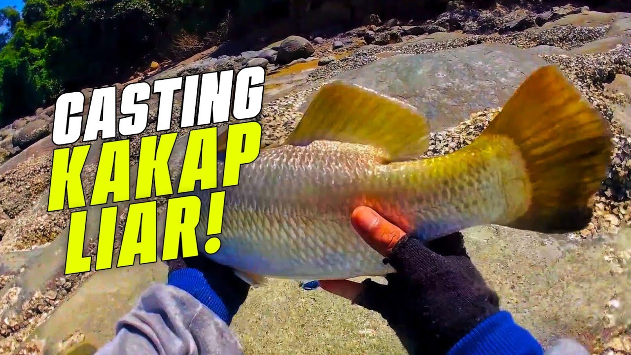Tarikan Super Keras! Lihat Cara Kakap Putih (Barramundi) Ketuk Umpan Saat Casting!