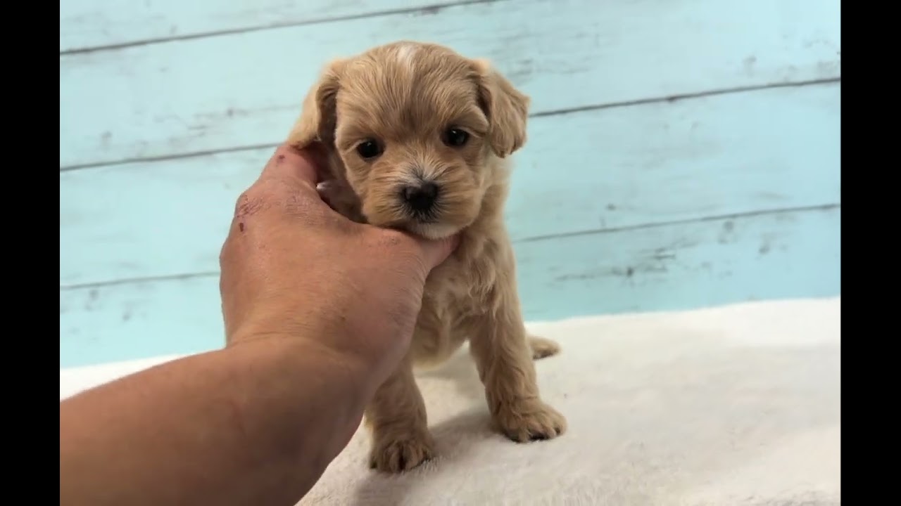 🐶