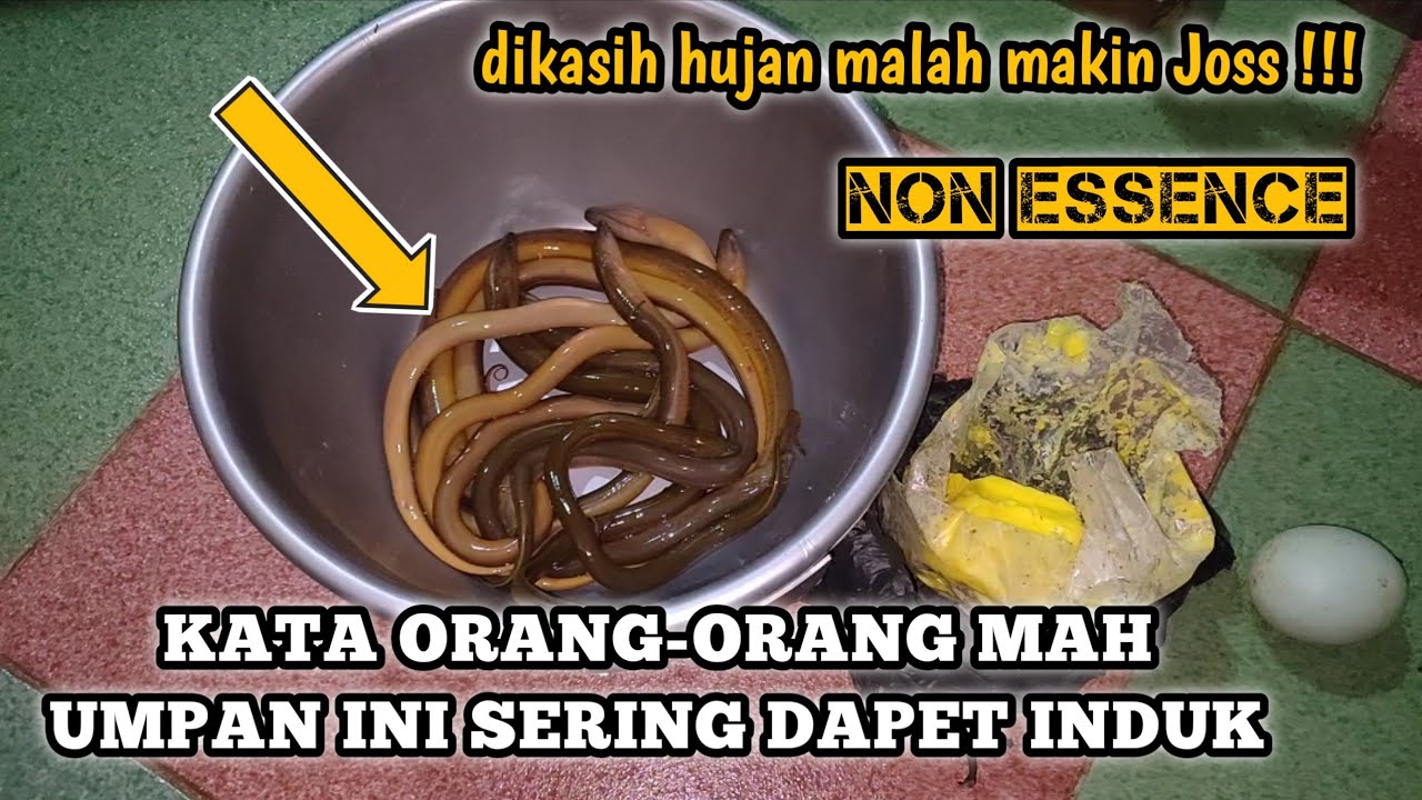 RACIKAN UMPAN OSENG BELUT BIKIN TANGAN PEGEL BRO