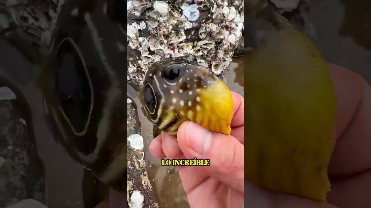 “El Pez que se Convierte en Bola”🐡😱