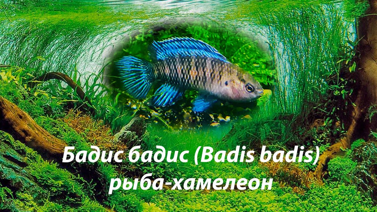 Бадис бадис , рыба-хамелеон / (Badis badis)