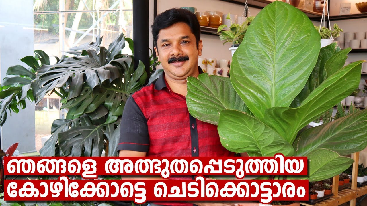 വലിയ ചെടികൾ കൊണ്ട് ഞങ്ങളെ അത്ഭുതപെടുത്തിയ കോഴിക്കോട്ടെചെടിക്കൊട്ടാരം | Leaf Indoor Plants Kozhikode