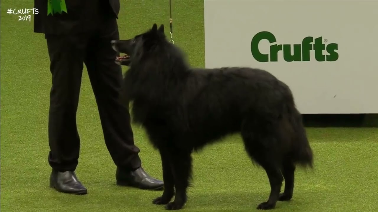 Best of Breed, Pastoral Group|BELGIAN SHEPHERD DOG (GROENENDAEL)|(2017-2022)
