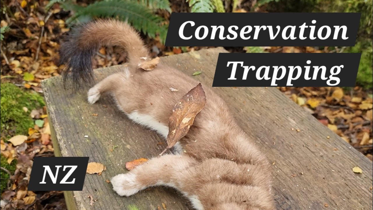 Back on the Trap Lines - Blue Duck Conservation in New Zealand