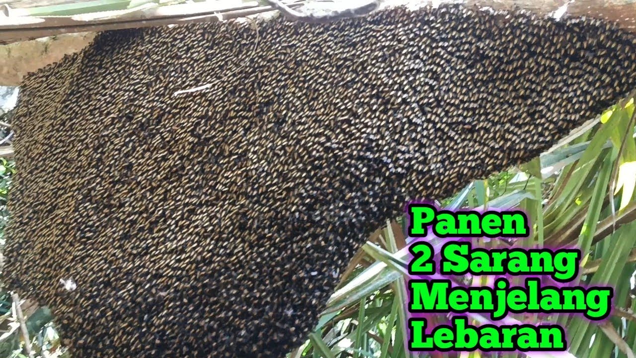 Panen 2 Sarang Menjelang Lebaran #bee #honey #panenmaduhutan #lebah #hutan #alam #extreme #viral 
