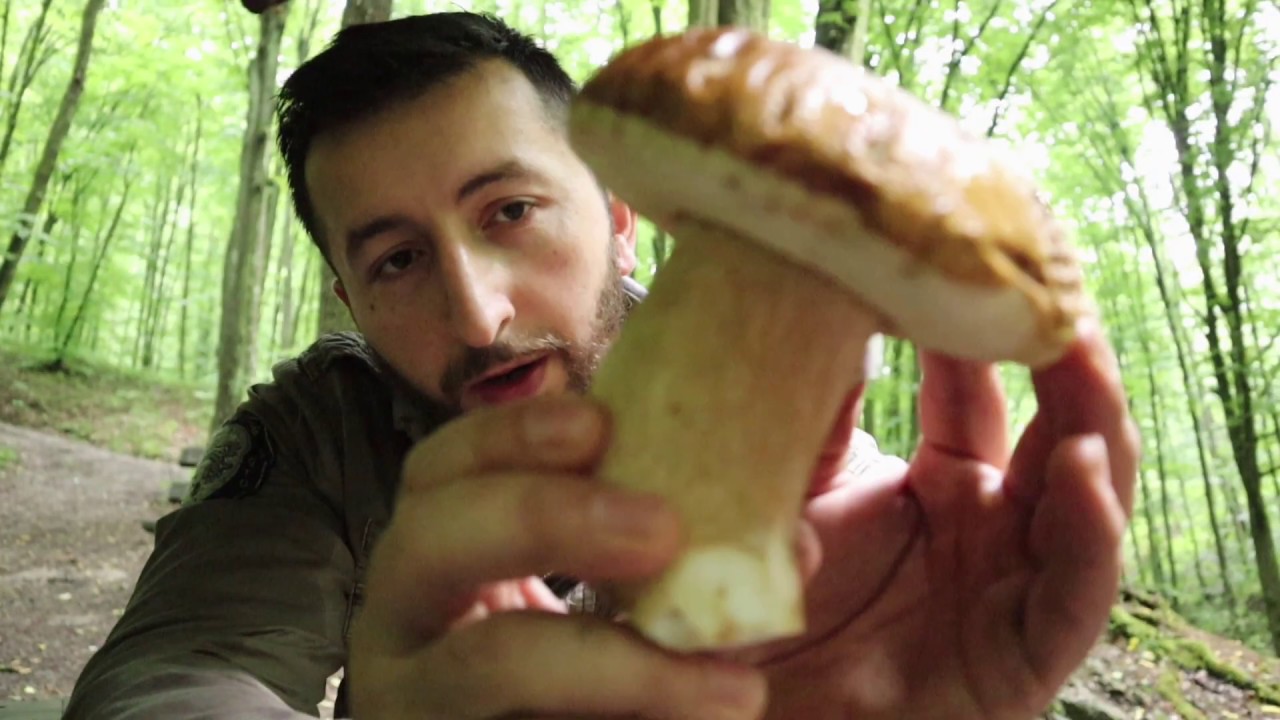 Boletus - Vrganji - Porcini I Boletus reticulatus, Gljive l Pecurke l Mushroom