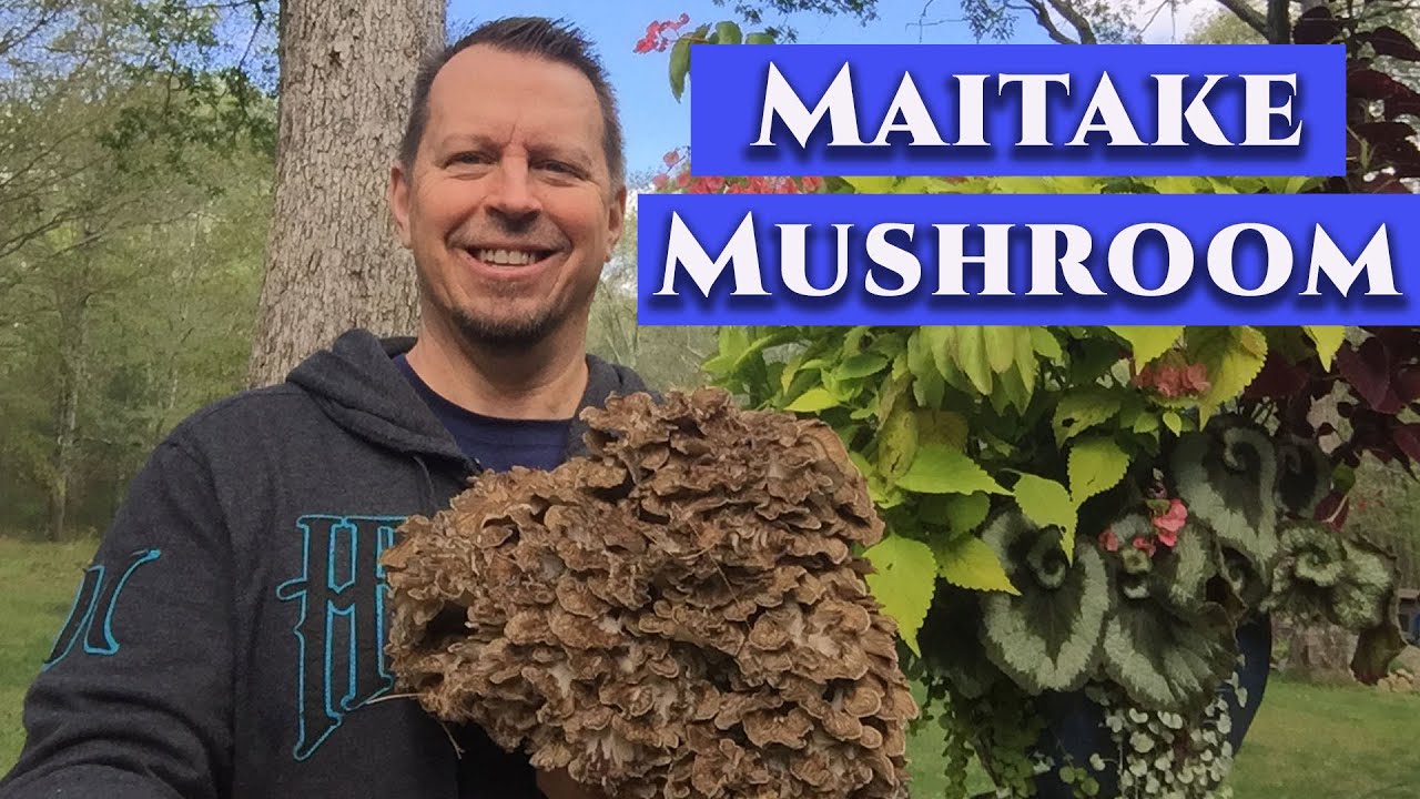 How to Clean, Cook and Eat a Maitake Mushroom